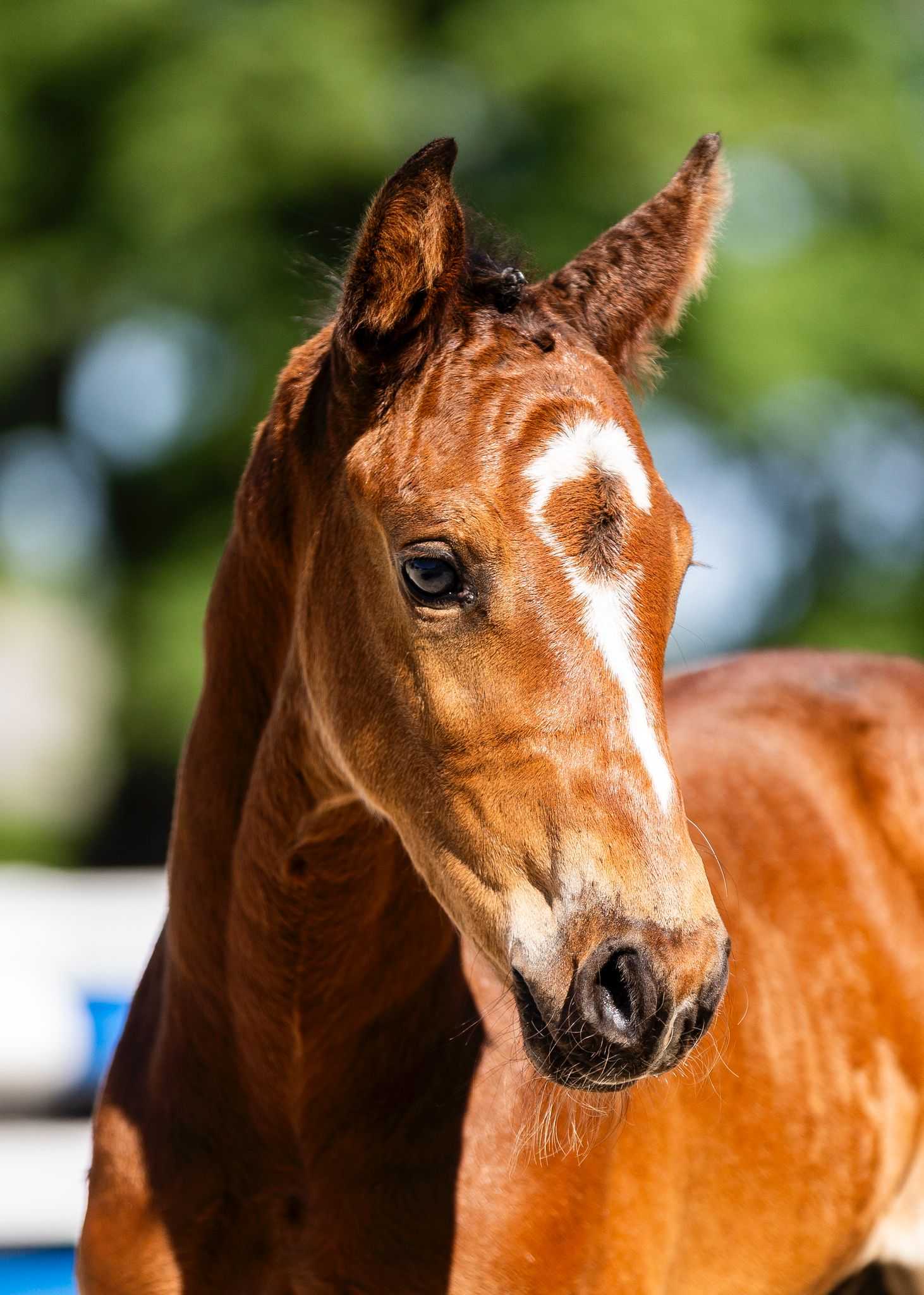 Hip hop Linden (Hardrock x Pegase van't Ruytershof) — Zangersheide · Stallion · 0y